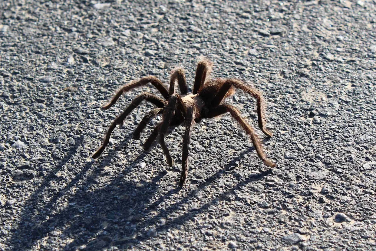 Can Tarantulas Survive in Cold Weather