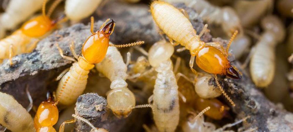 Can Termites Survive in Cold Weather