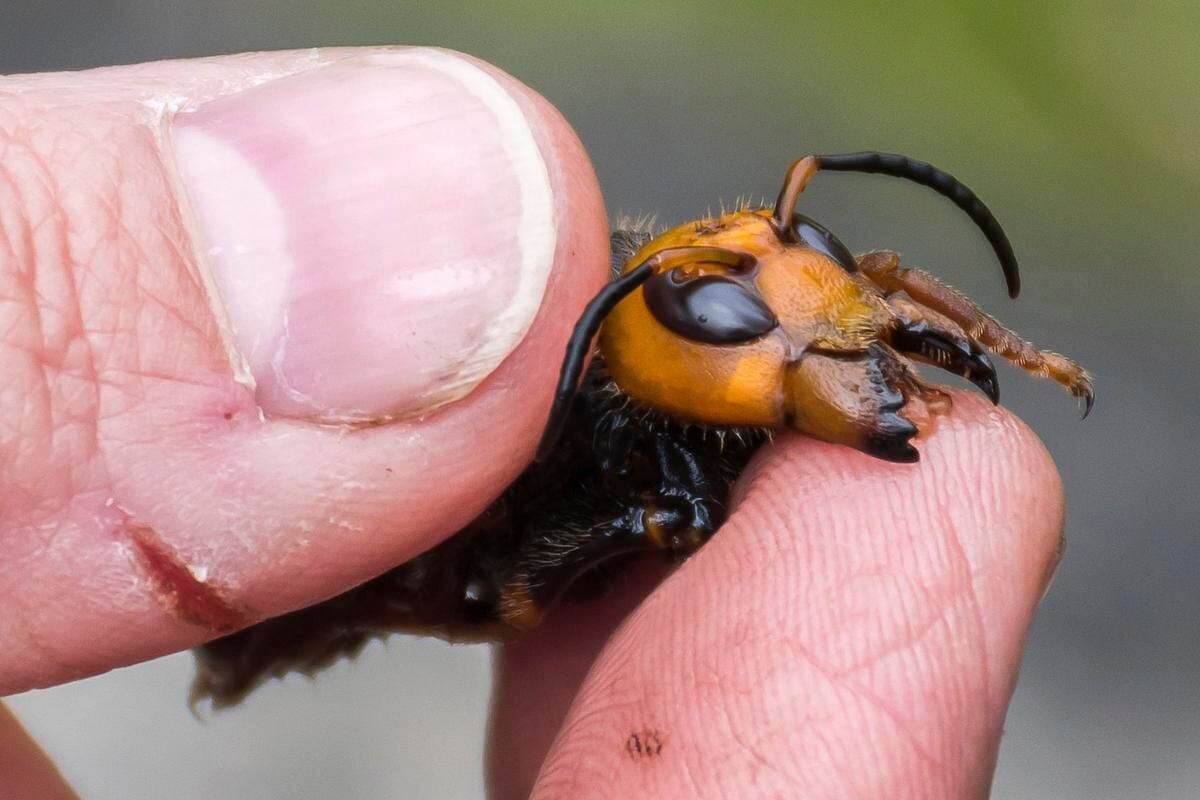 Can the Murder Hornets Survive in Cold Weather