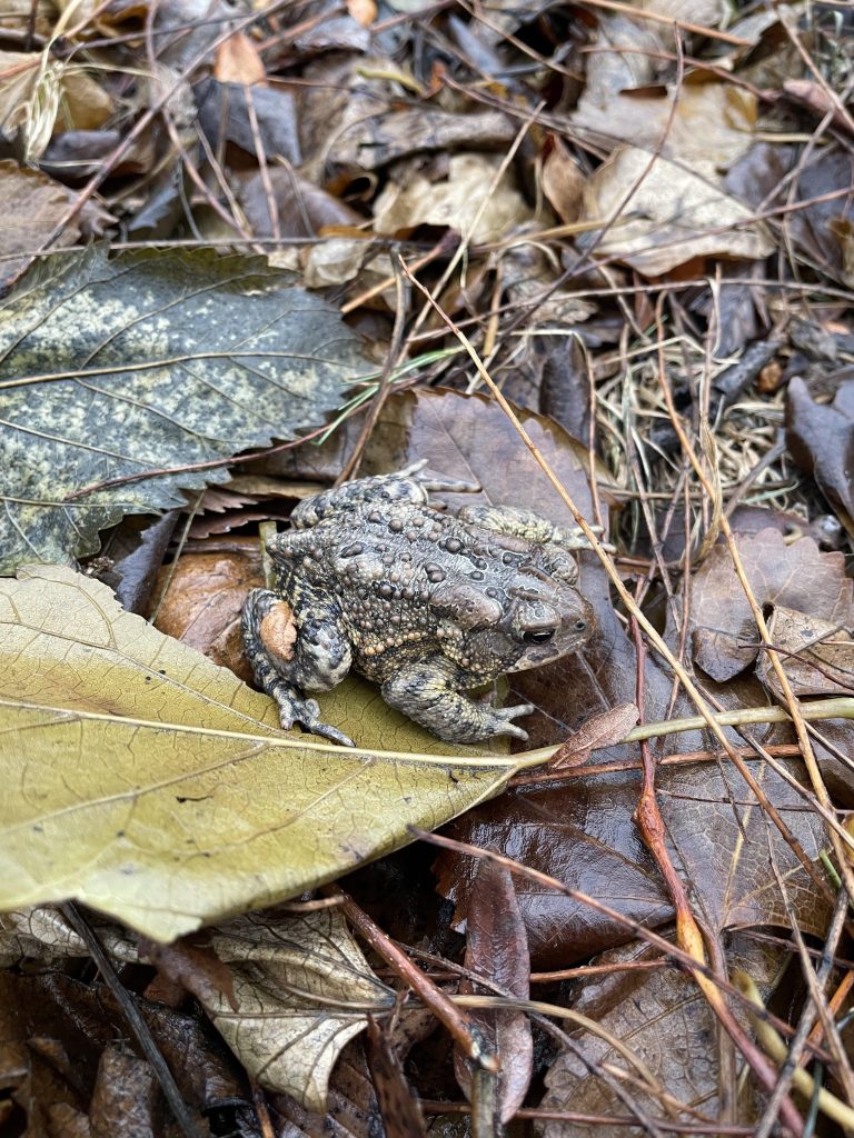 Can Toads Survive in Cold Weather