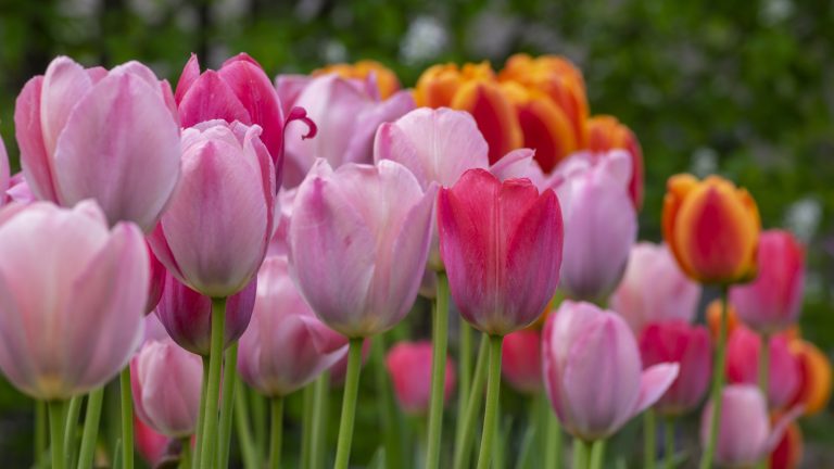Can Tulips Survive Cold Weather