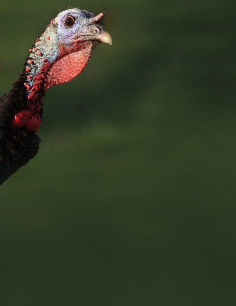 Can Turkeys Survive Cold Weather