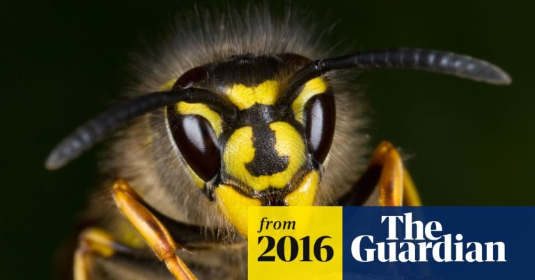 Can Wasps Survive in Cold Weather
