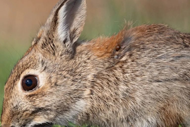Can Wild Rabbits Survive in Cold Weather