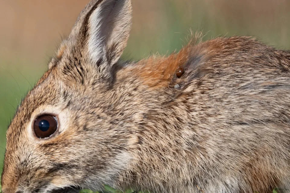 Can Wild Rabbits Survive in Cold Weather