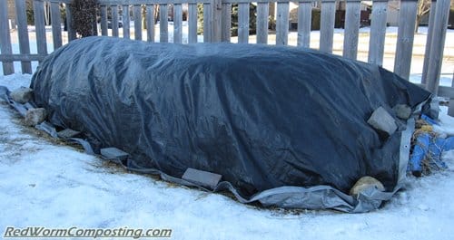 Can Worms Survive in a Wormery in Cold Weather