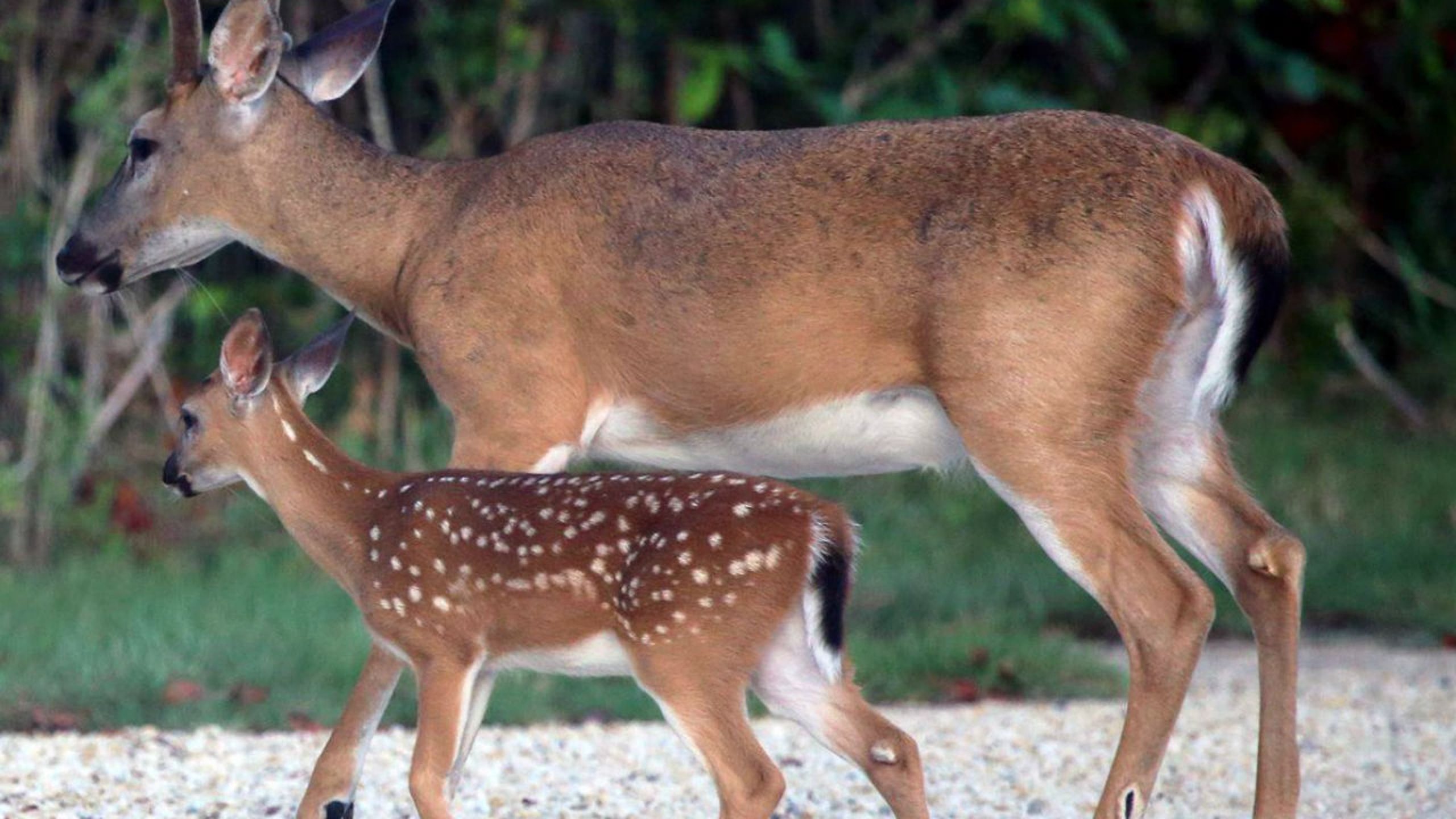 Did Key Deer Survive Hurricane Irma