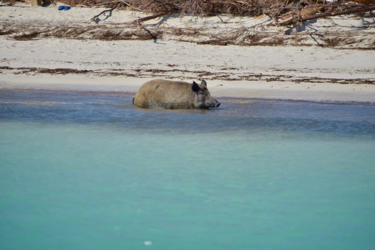 Did Pig Beach Survive Hurricane Dorian