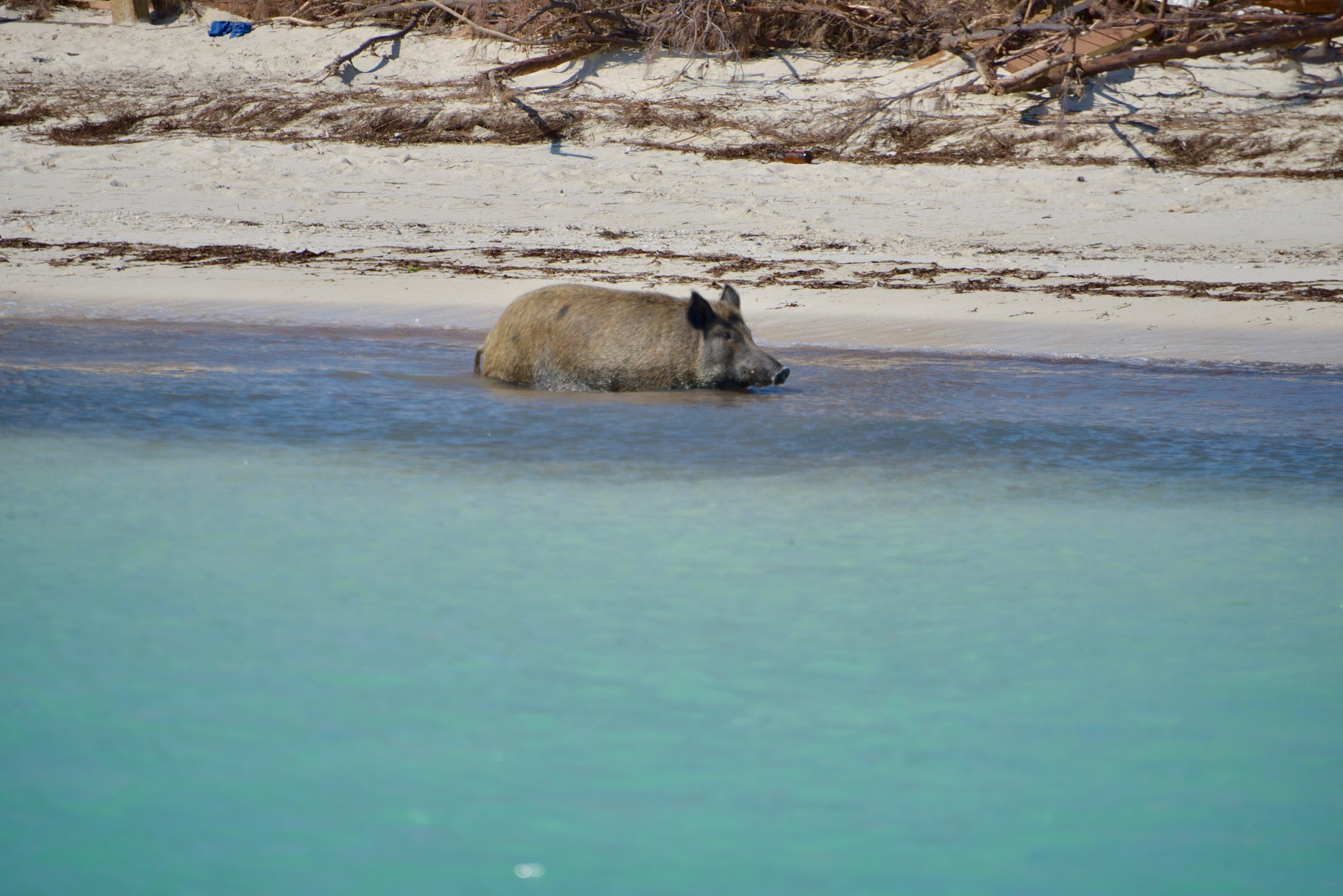 Did Pig Beach Survive Hurricane Dorian