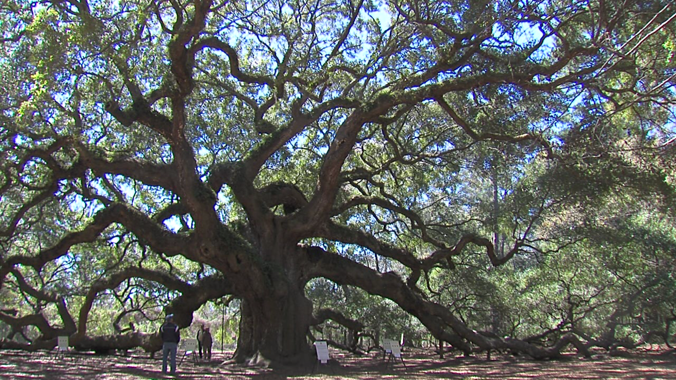 Did the Angel Oak Tree Survive the Hurricane 2019