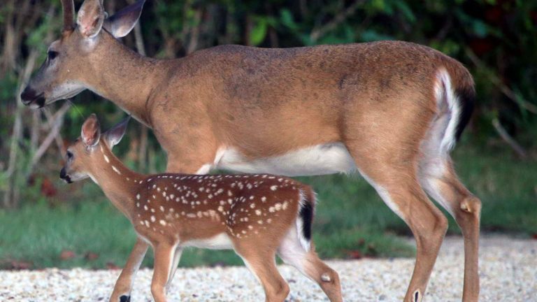 Did the Key Deer Survive Hurricane Irma