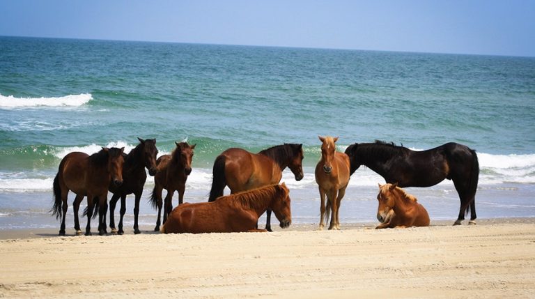 Did the Wild Horses Survive Hurricane Dorian