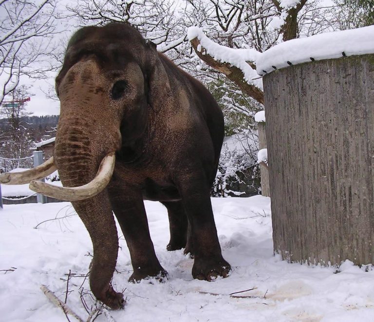 Do Elephants Survive in Cold Weather