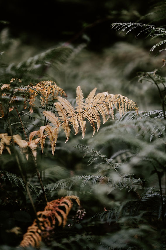 Do Ferns Survive Cold Weather