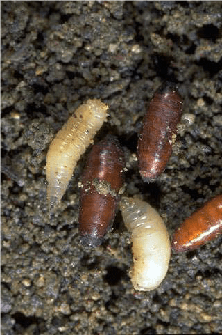 Do Maggots Survive in Cold Weather