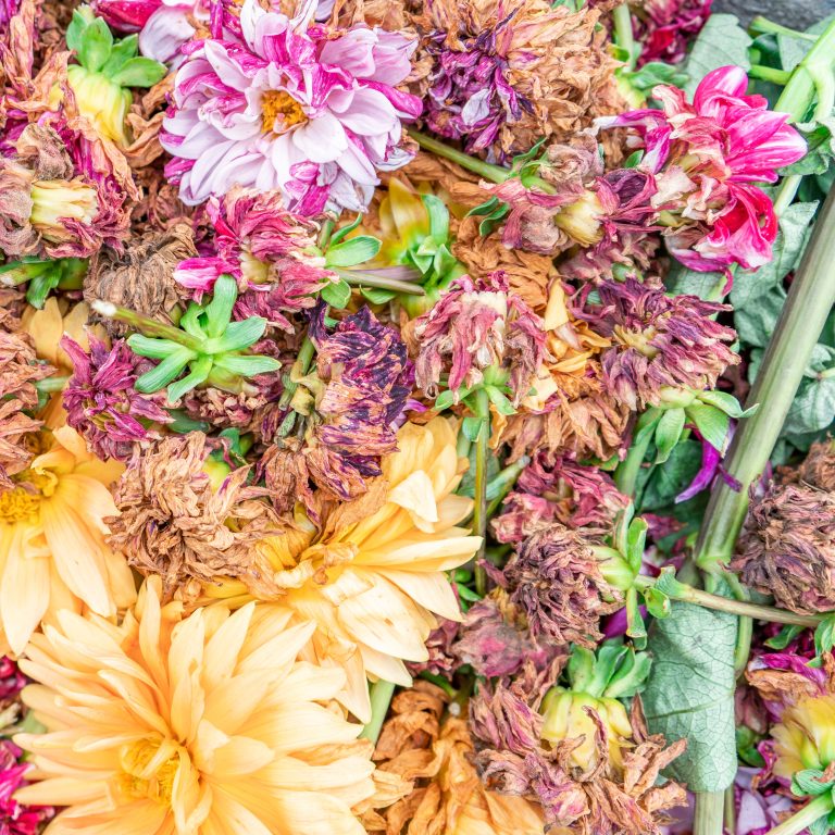 Do Mums Survive Cold Weather