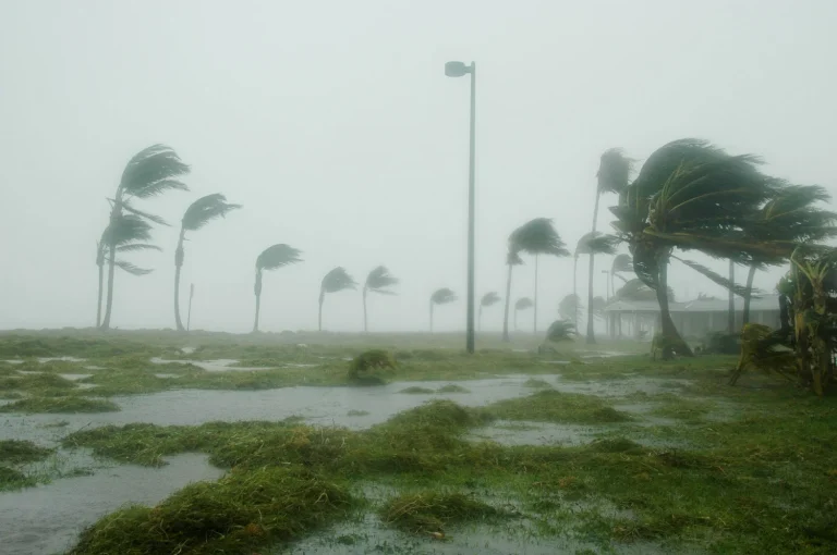 Do Palm Trees Survive Hurricanes