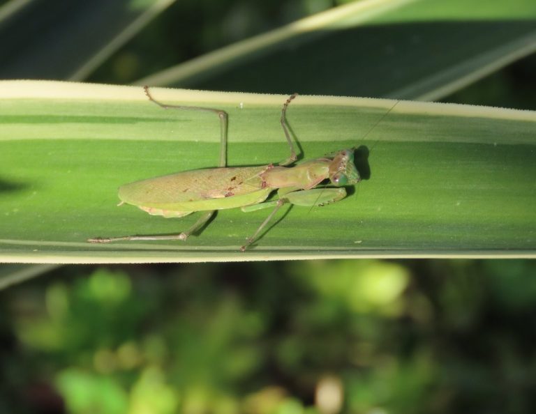 Do Praying Mantis Survive Cold Weather