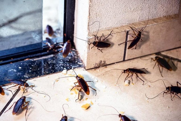 Do Roaches Survive in Cold Weather
