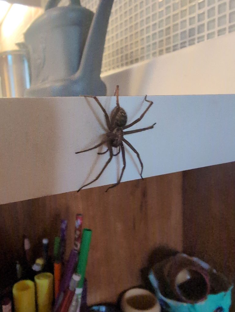 Do Spiders Survive Cold Weather