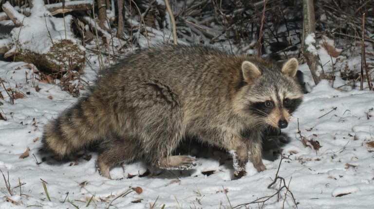 How Animals Survive in Cold Weather