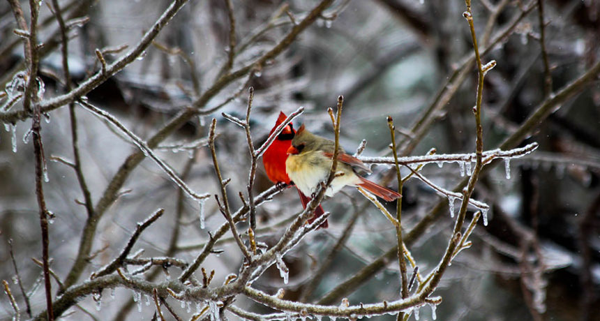 How are Cardinals Adapted to Survive Cold Weather