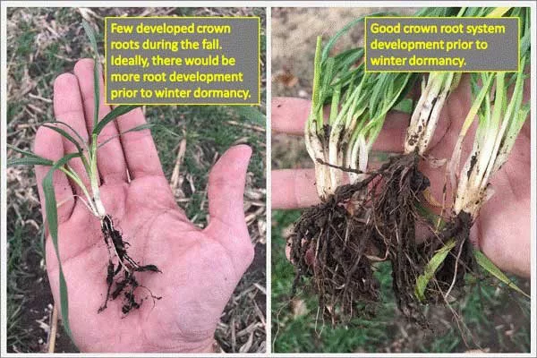 How Can Winer Wheat Survive Cold Weather