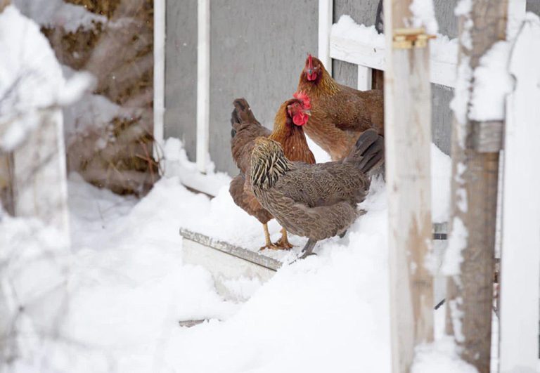 How Cold of Weather Can Chickens Survive in