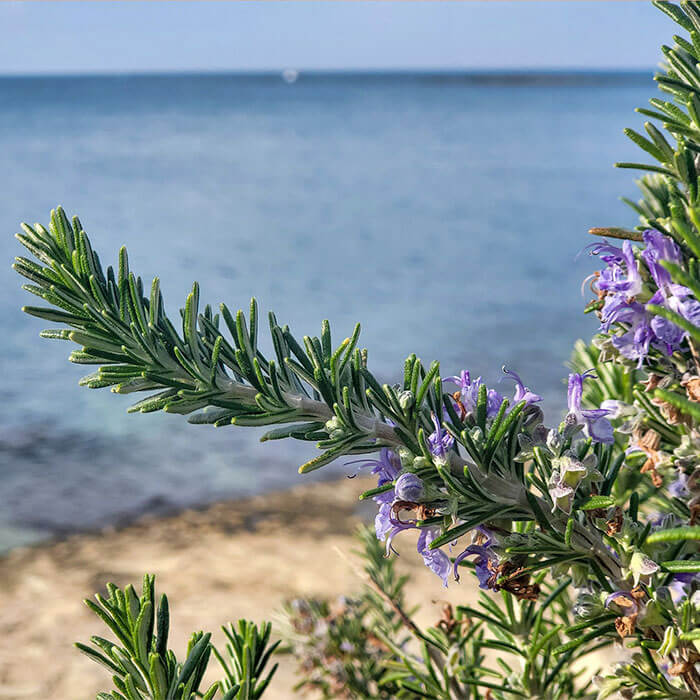How Cold of Weather Can Rosemary Survive