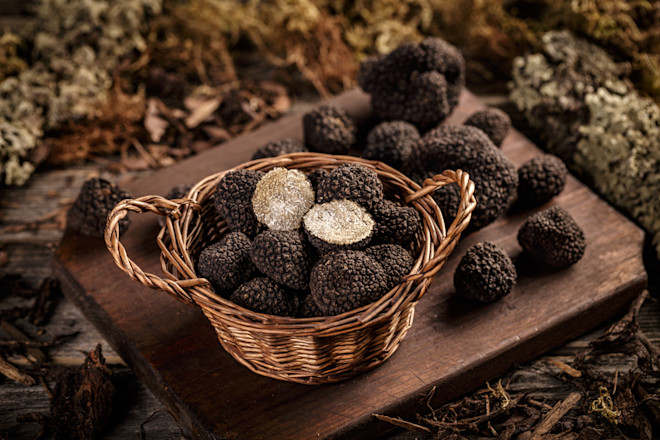 How Cold of Weather Can Truffles Survive