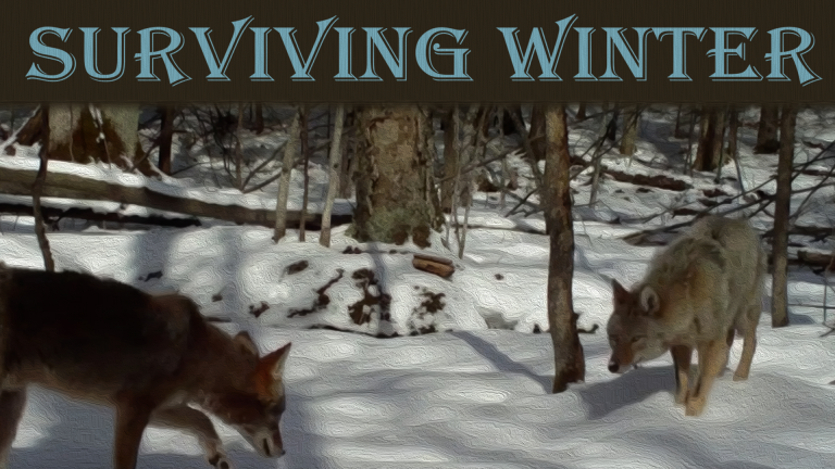 How Coyotes Survive in Hot And Cold Weather