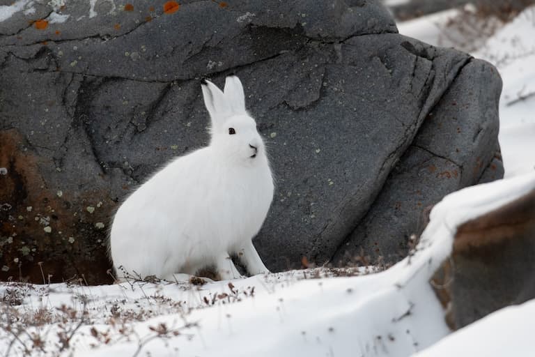 How Do Artic Hares Survive in the Cold Weather