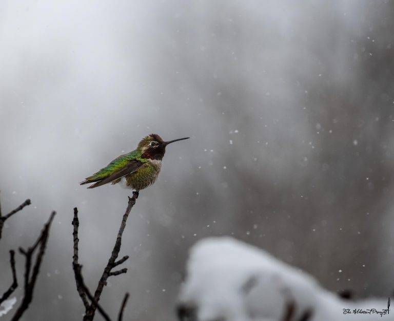 How Do Hummingbirds Survive in Cold Weather