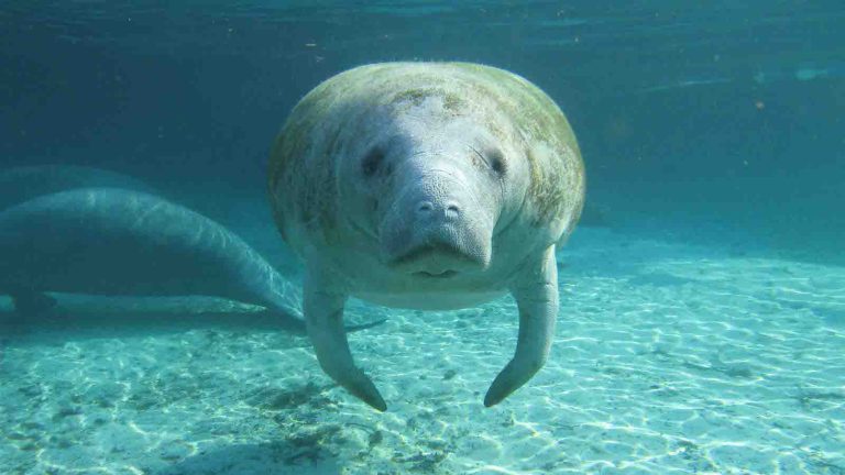 How Do Manatees Survive Hurricanes