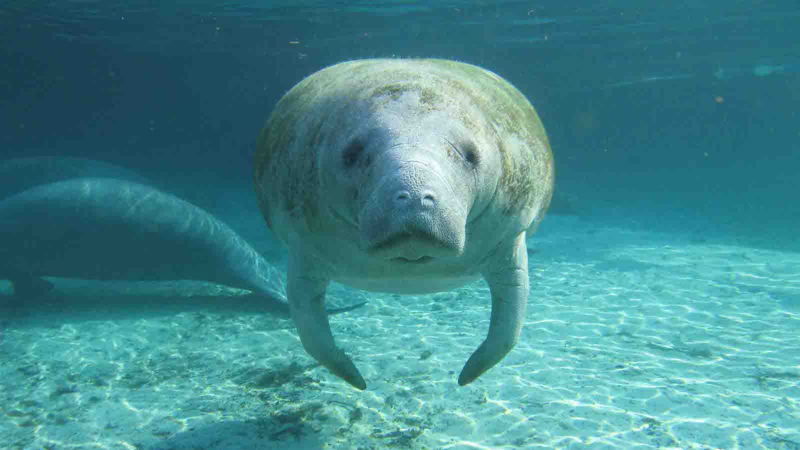 How Do Manatees Survive Hurricanes