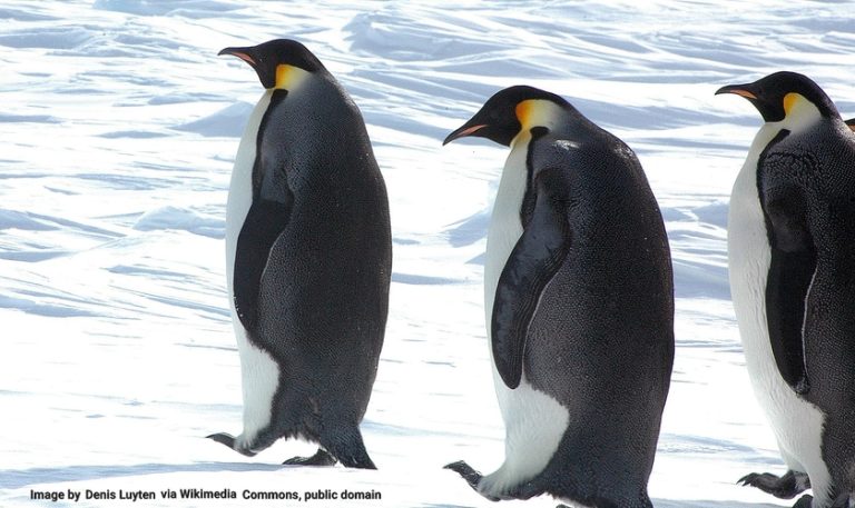 How Do Penguins Survive in Cold Weather