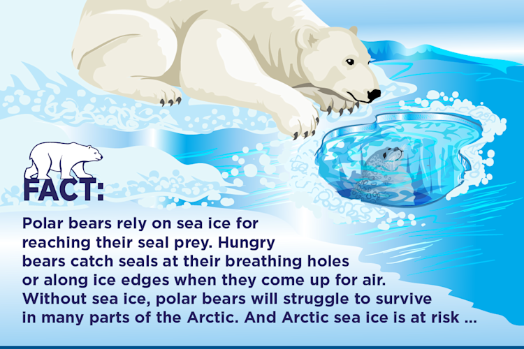 How Do Polar Bears Survive Cold Weather