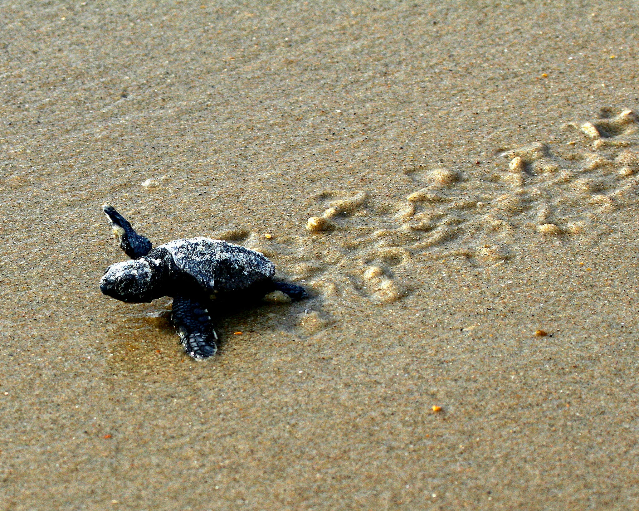 How Do Sea Turtles Survive a Hurricane