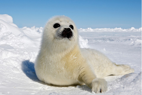 How Do Seals Survive in the Cold Weather