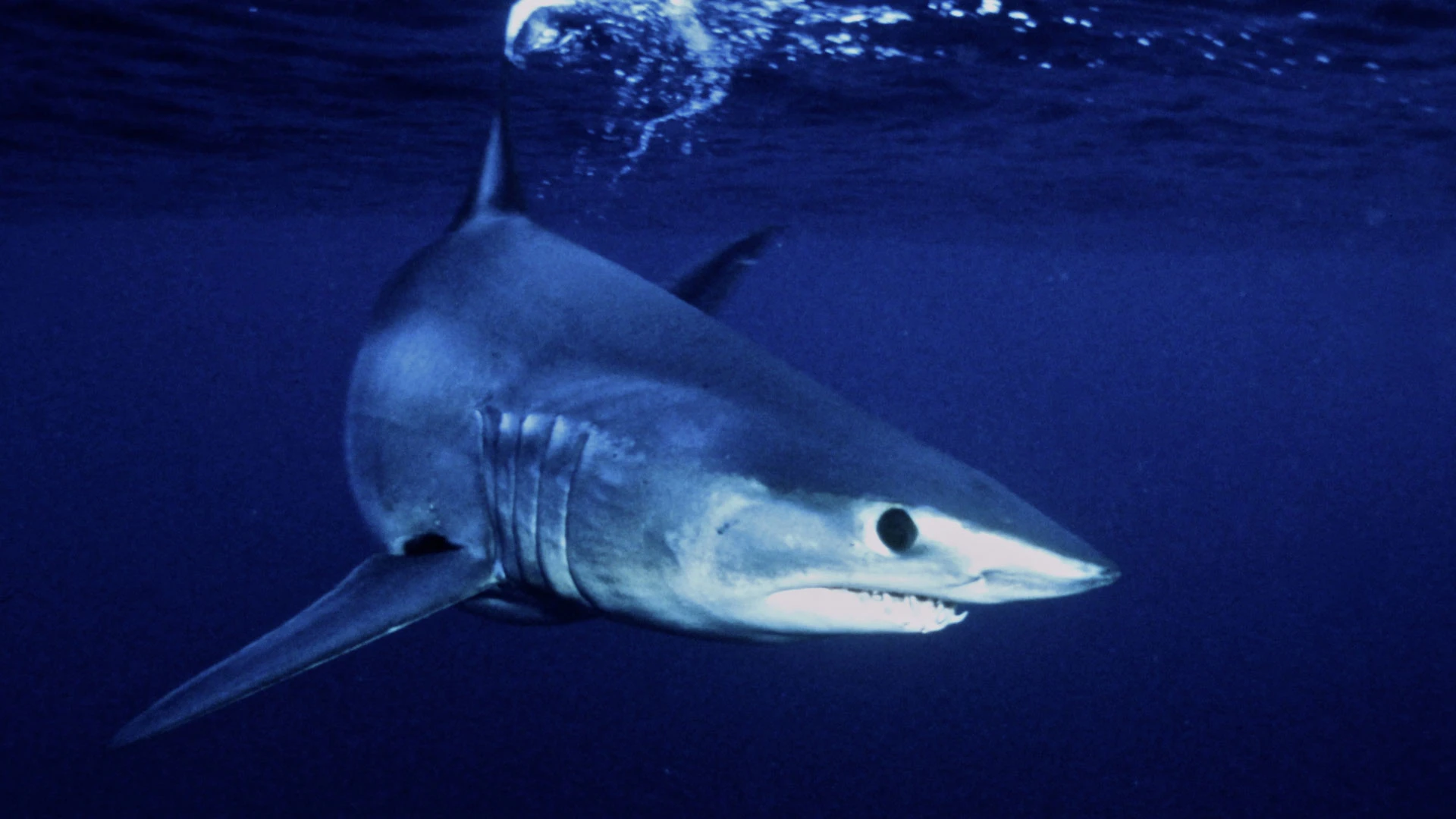 How Do Sharks Survive Hurricanes