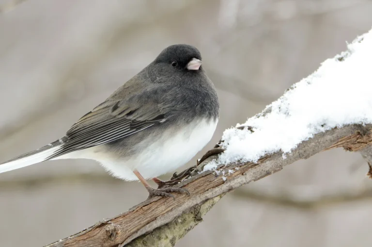 How Do Small Birds Survive Cold Weather