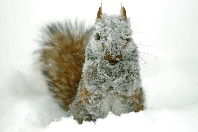 How Do Squirrels Survive Cold Weather