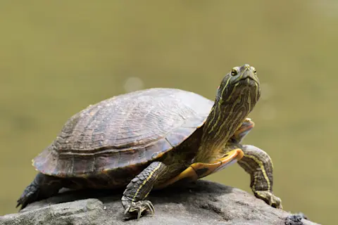 How Do Turtles Survive in Cold Weather