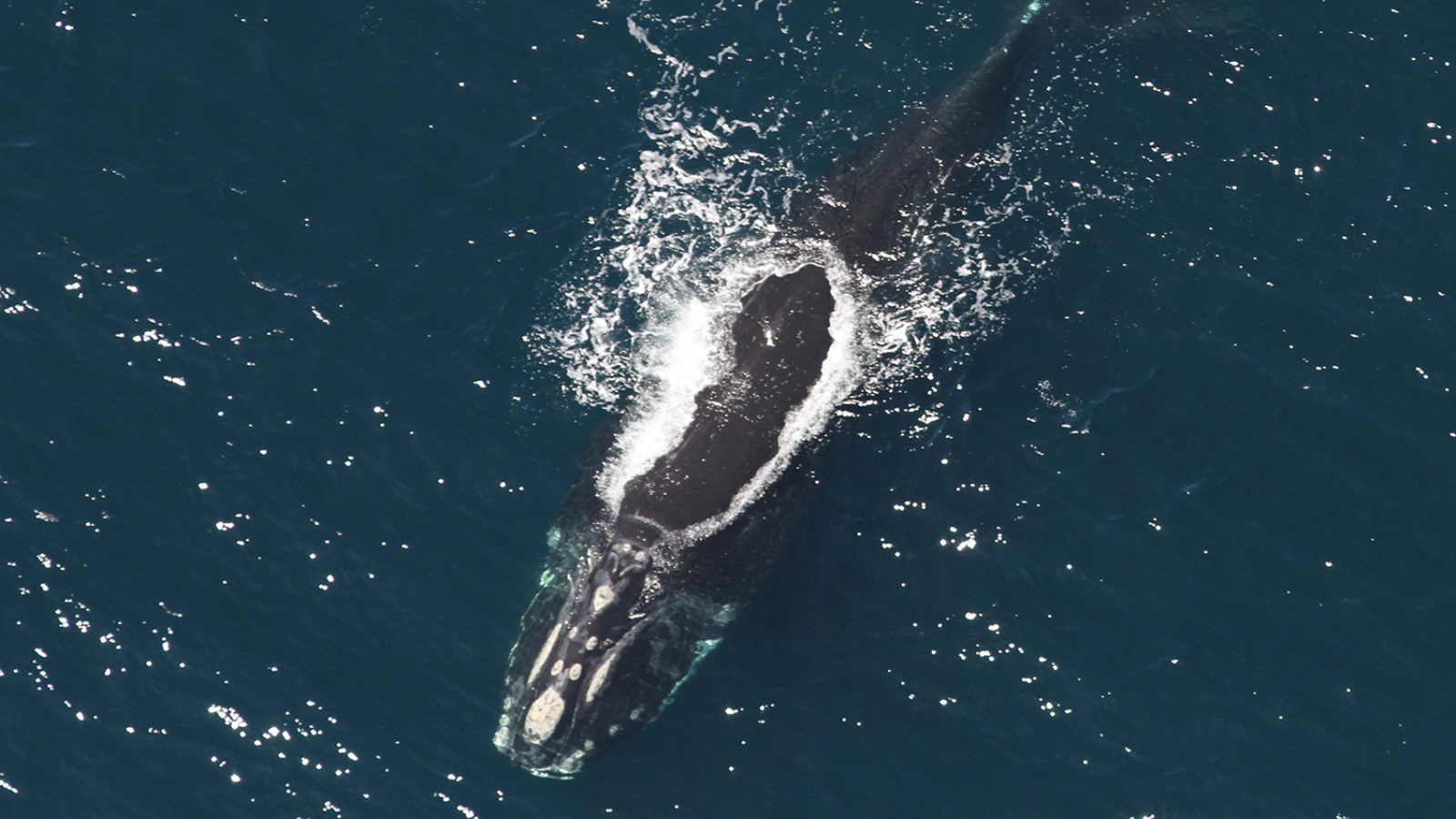 How Do Whales Survive Hurricanes
