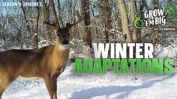 How Do Whitetail Deer Survive Cold Weather