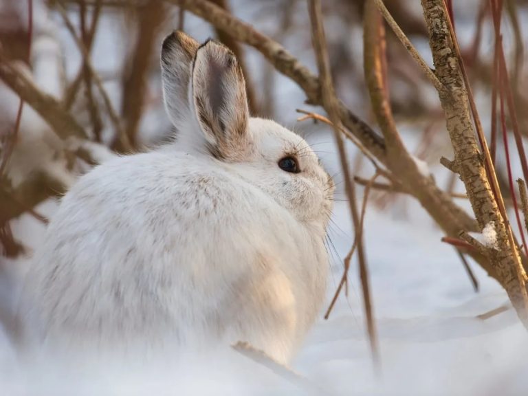 How Does the Snowshoe Hare Survive the Cold Weather