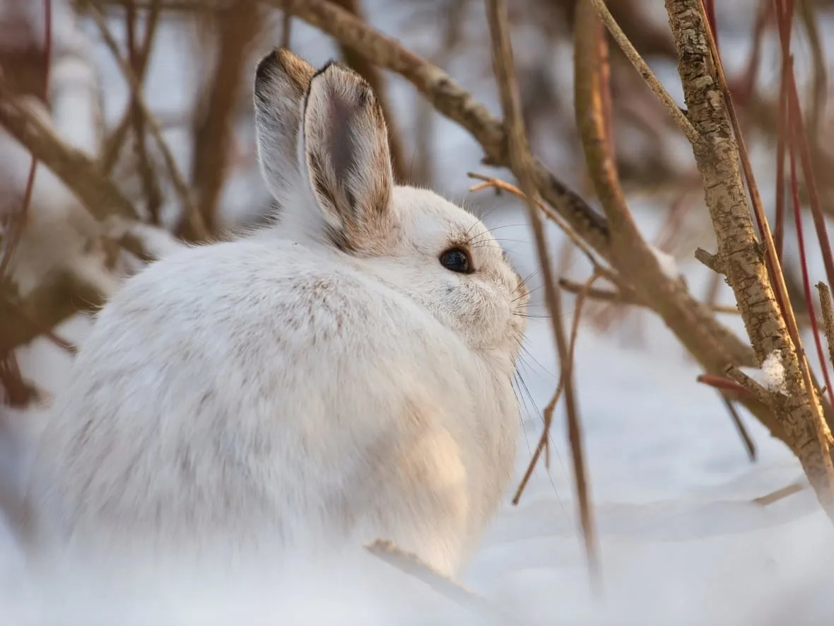 How Does the Snowshoe Hare Survive the Cold Weather