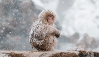How Monkeys Survive in Cold Weather