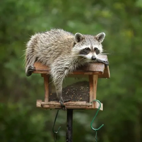 How to Survive a Hurricane Raccoon