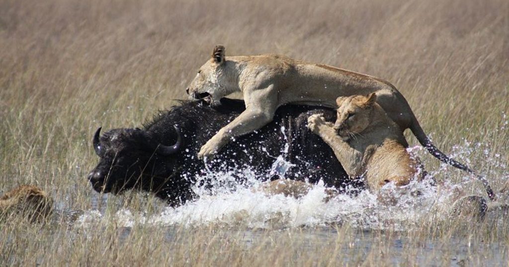 How to Survive Different Animal Attacks